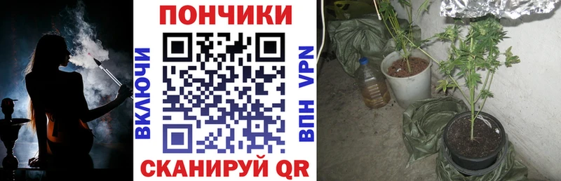 купить закладку  Приозерск  Бошки марихуана SATIVA & INDICA 